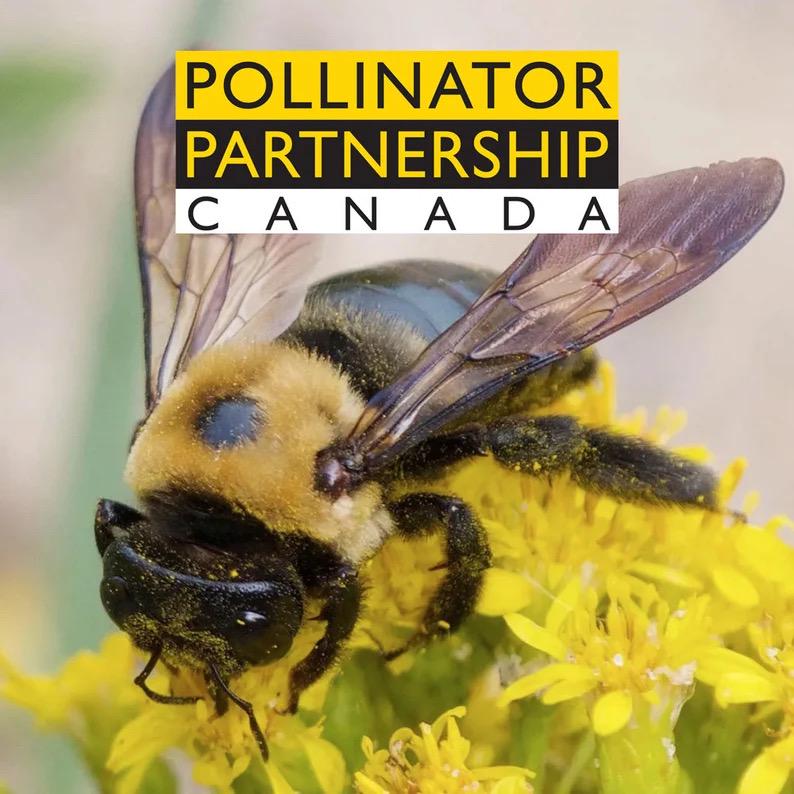 BEES TEA TOWEL | DONATION ITEM
