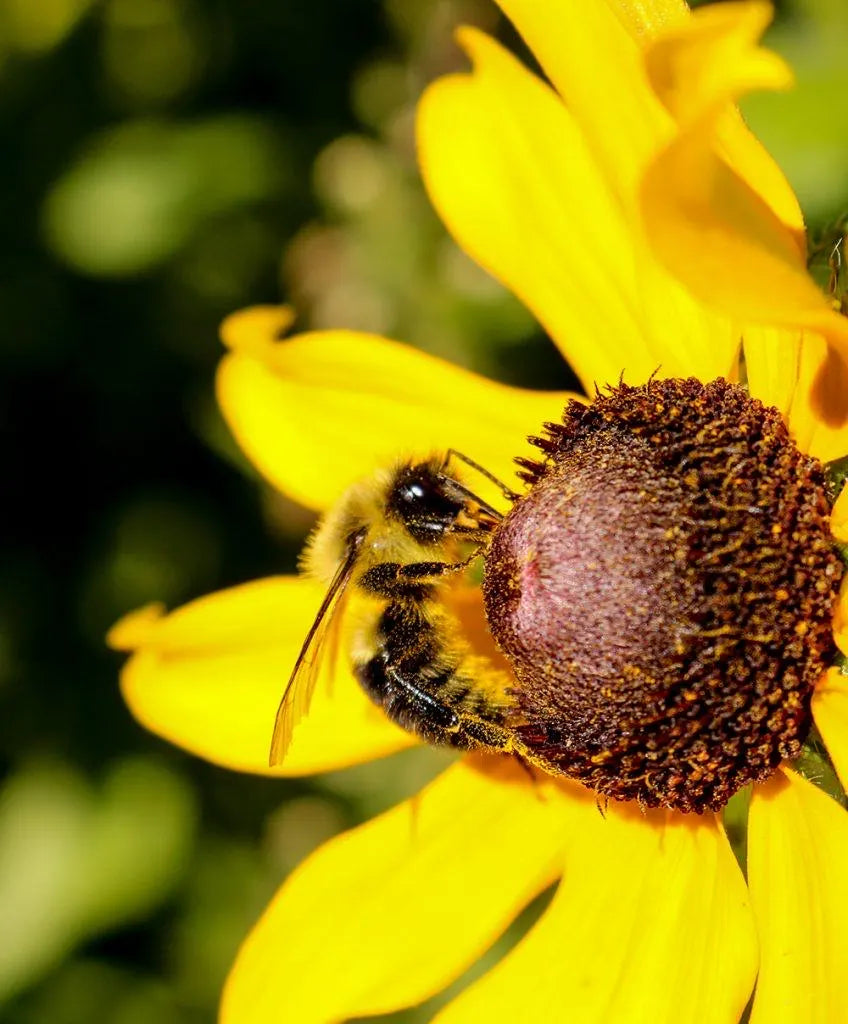 BEE BRACELET | DONATION ITEM + FREE GIFT